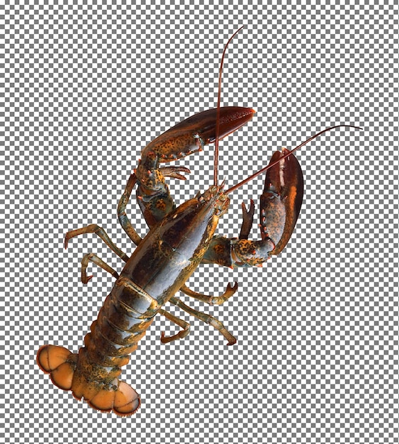 PSD krebs