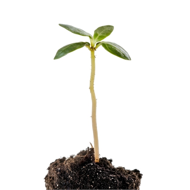 PSD ny plantespire