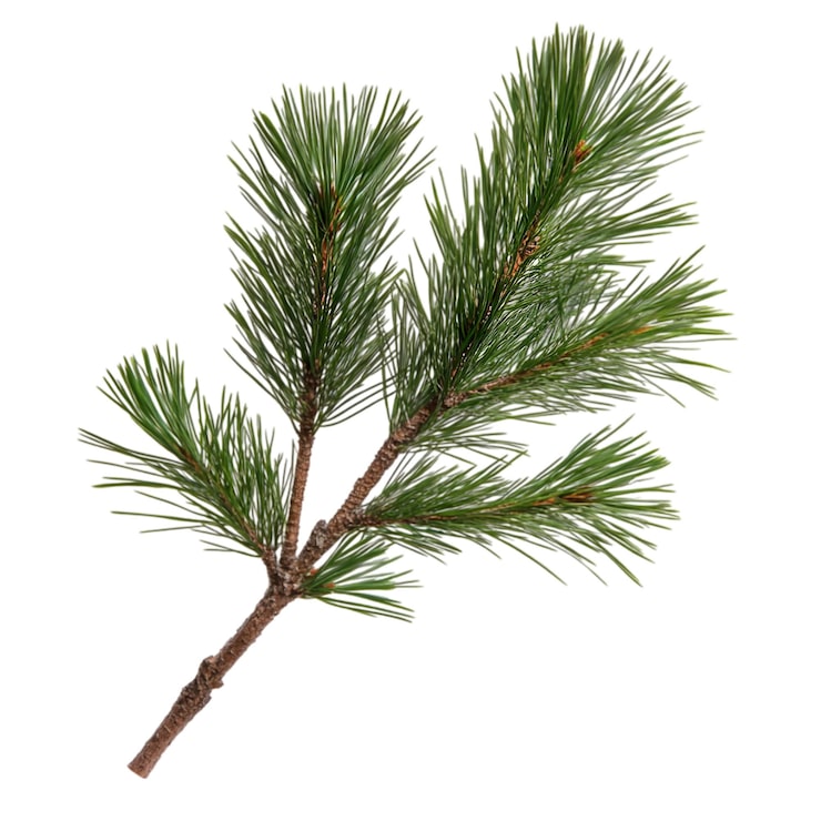 PSD oddział pine
