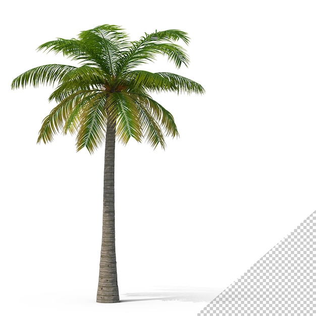 PSD palme png