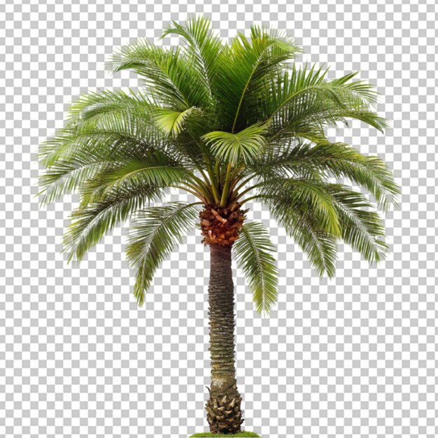 PSD palmu läpinäkyvällä taustalla