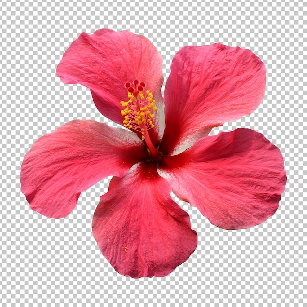 PSD rosa hibiskusblomma isolerad rendering