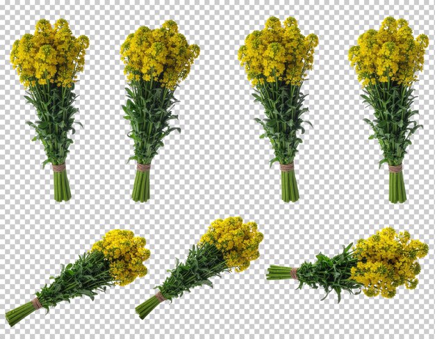 PSD samling av flere slanke rapsblomststengler i bunter