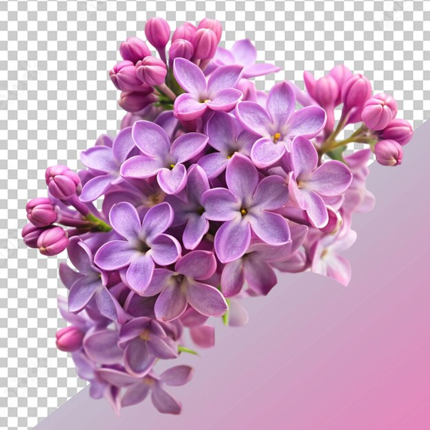PSD syrenblomst
