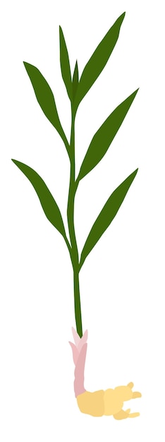 Vector 芳香植物生姜