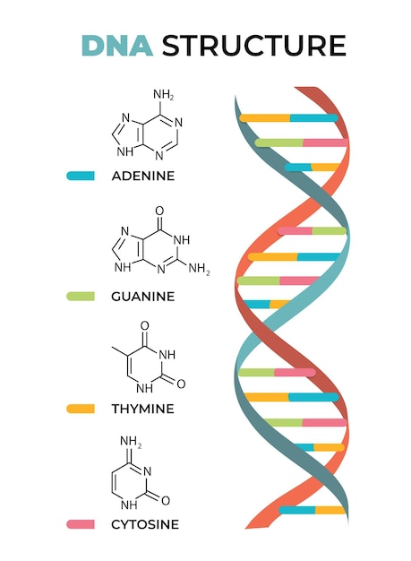 Vector dna_structure_diagram (dna構造図) を参照してください
