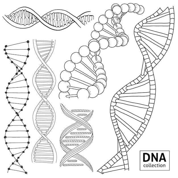 Vector 白い背景の上のさまざまなdna構造の手描きのセット