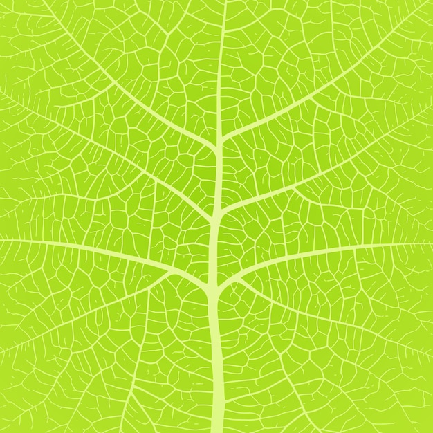 Vector 叶脉纹理抽象背景，带有特写植物叶细胞装饰纹理图案