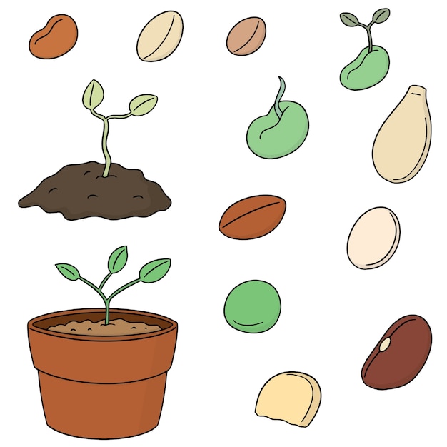 Vector 植物種子のベクトルセット