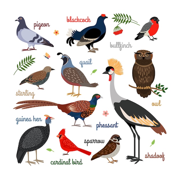Vector vector vogel pictogrammen