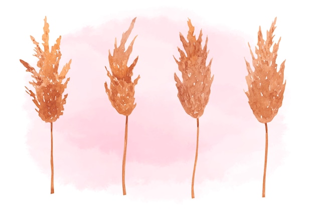 Vektor akvarel pampas planter illustrationssamling