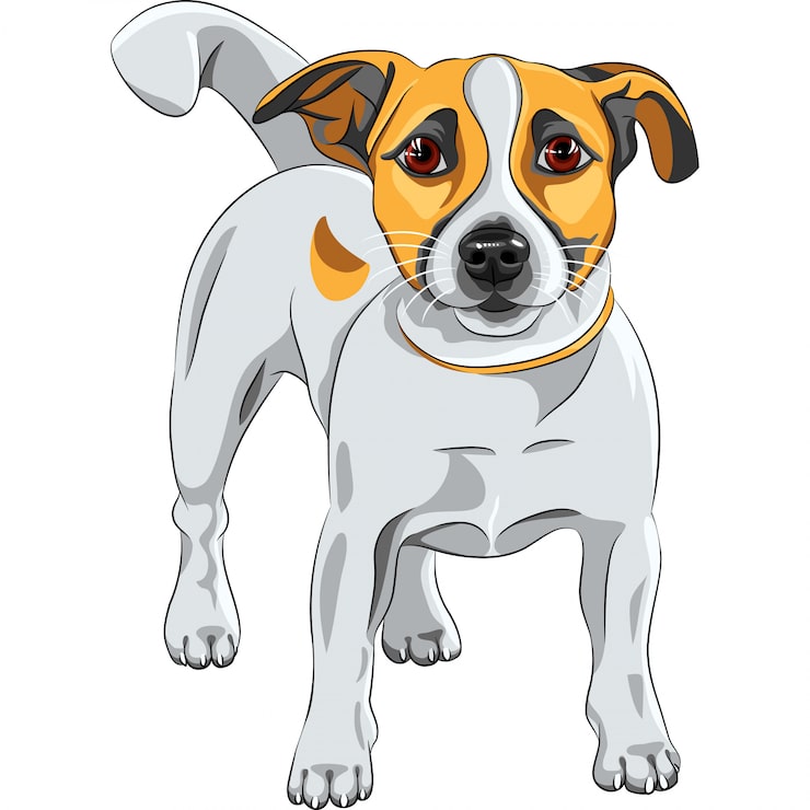 Vektör jack russell terrier cinsi köpek taslağı