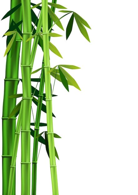Vektori bambu valkoisella