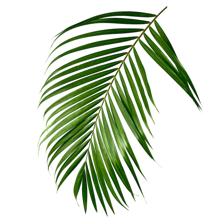 Zdjęcie zbliżenie liści palm na białym tle