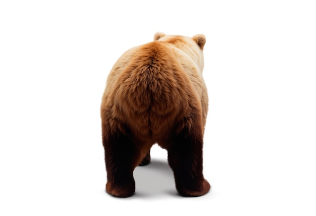 PSD gratuito adorabile orso isolato