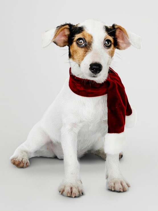 PSD gratuito adorable cachorro de jack russell retriever con una bufanda de navidad
