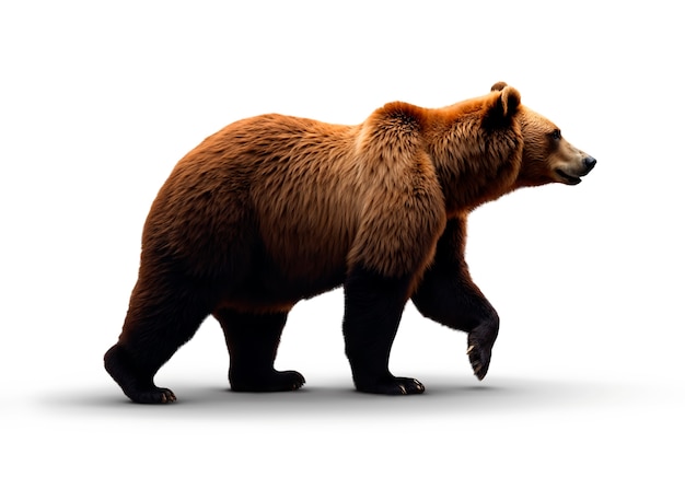 PSD gratuito el adorable oso aislado