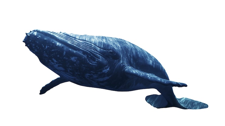 PSD gratuito la ballena nadando aislada