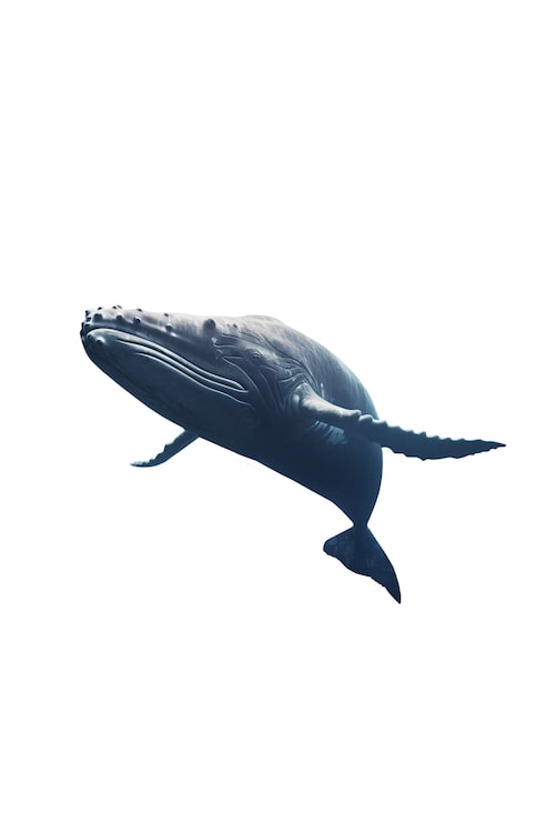 PSD gratuito la ballena nadando aislada