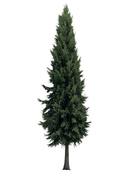 PSD gratuito bel albero verde