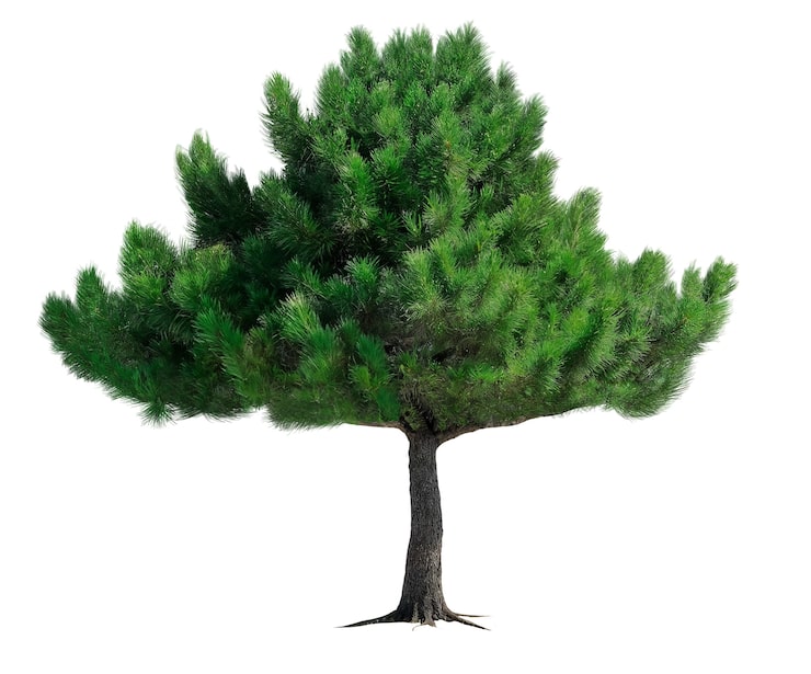 PSD gratuito bel albero verde