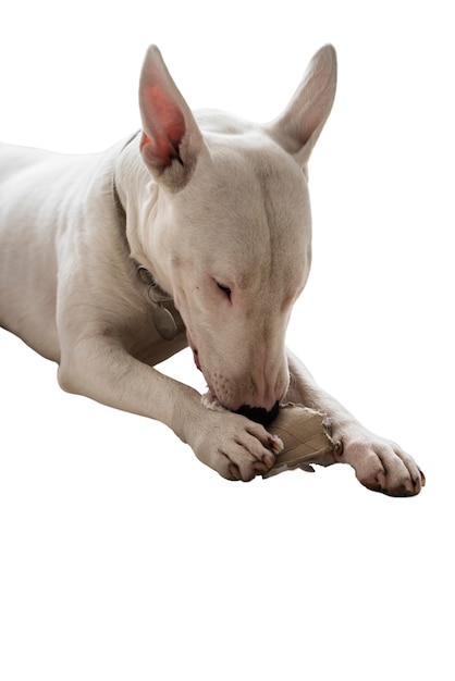 PSD gratuito cane adorabile isolato