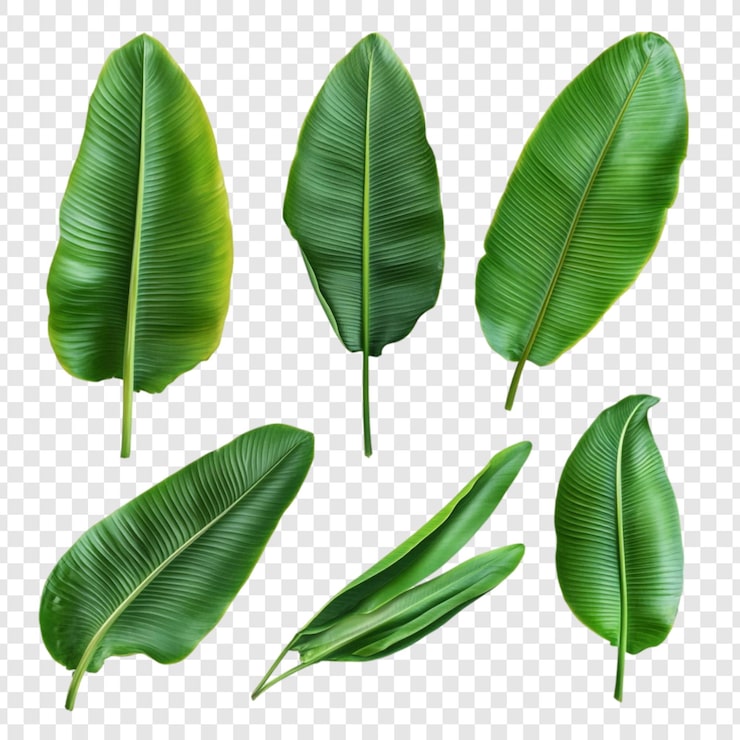 PSD gratuito colección de hojas tropicales verdes y exuberantes