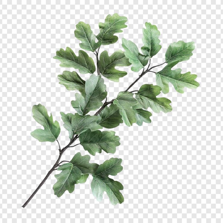 PSD gratuito elegante ramo di quercia con fogliame verde rigoglioso