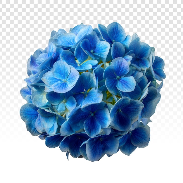 PSD gratuito fiore di ortensia blu isolato