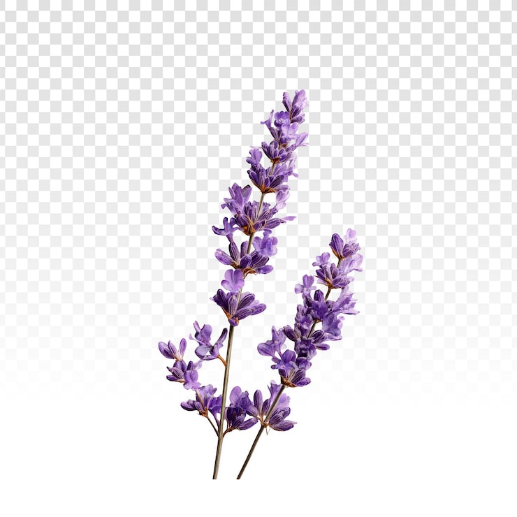 PSD gratuito fiori di lavanda isolati