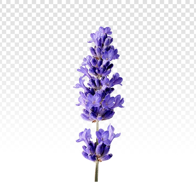 PSD gratuito flor de lavanda aislada.
