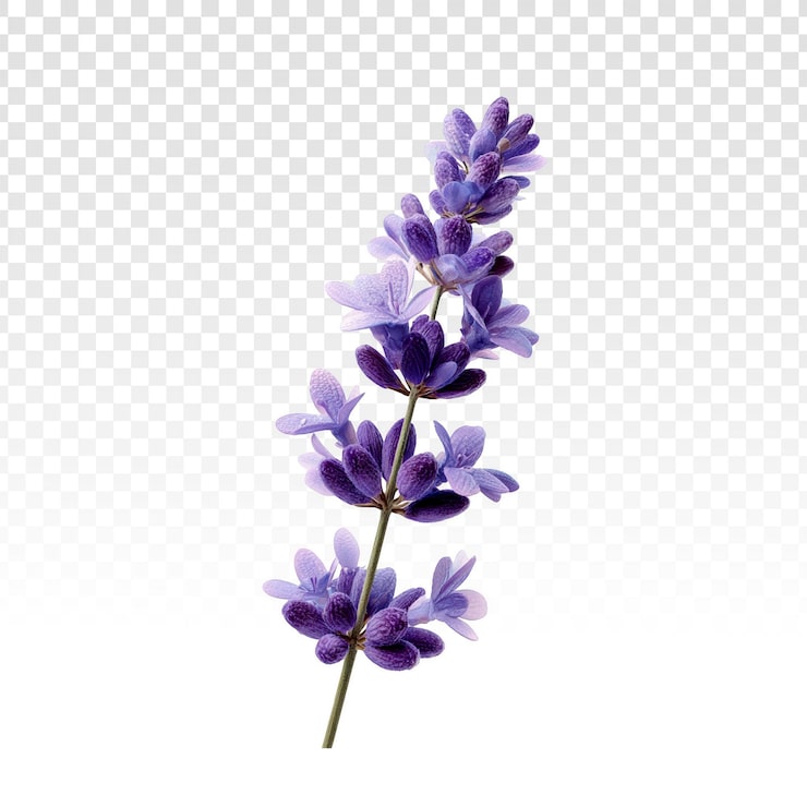 PSD gratuito flor de lavanda individual aislada sobre fondo transparente