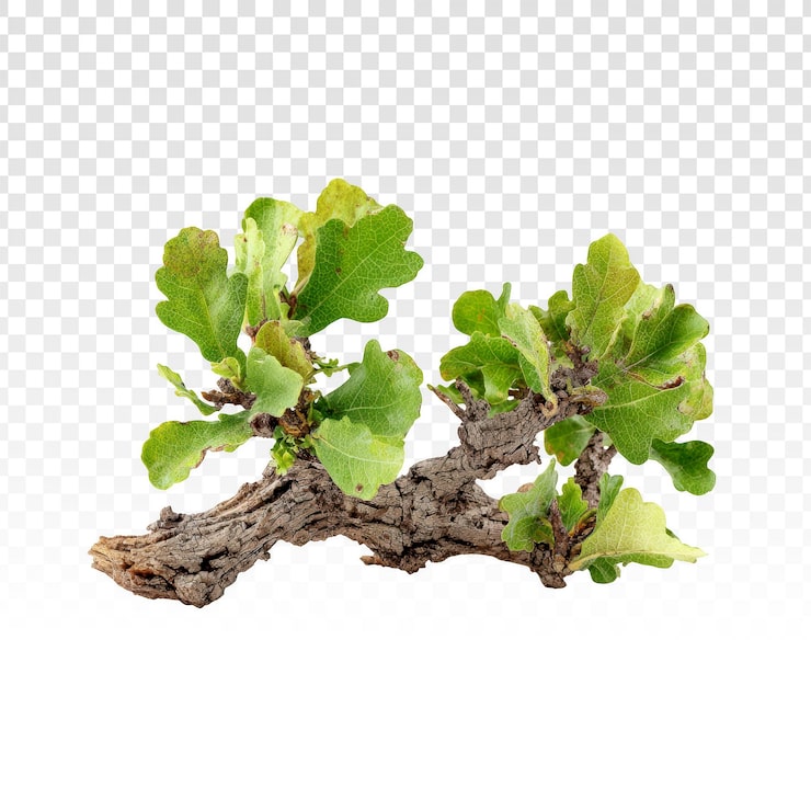 PSD gratuito fresche foglie di quercia verdi su un piccolo ramo