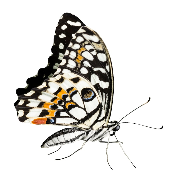 PSD gratuito hermosa mariposa aislada