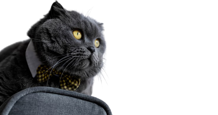 PSD gratuito hermoso gato retrato aislado