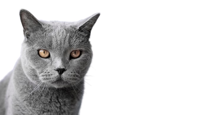 PSD gratuito hermoso gato retrato aislado