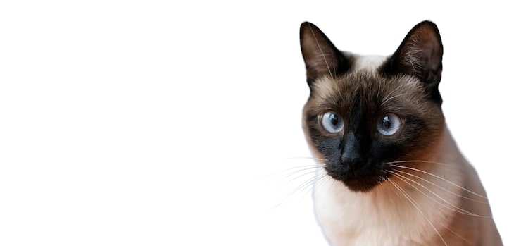 PSD gratuito hermoso gato retrato aislado