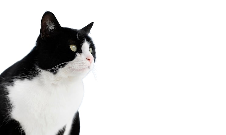 PSD gratuito hermoso gato retrato aislado