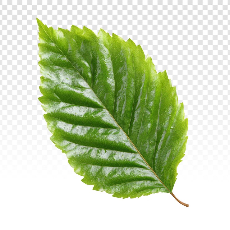 PSD gratuito una hoja verde vibrante aislada sobre un fondo transparente