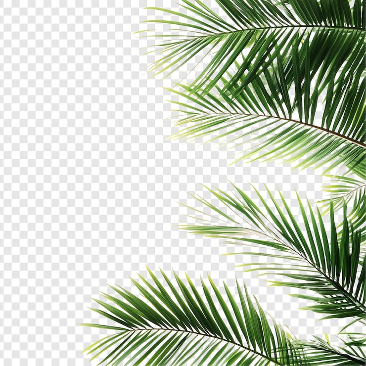 PSD gratuito las hojas de las palmeras tropicales sobre un fondo blanco