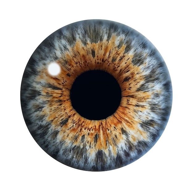 PSD gratuito iris del ojo aislado