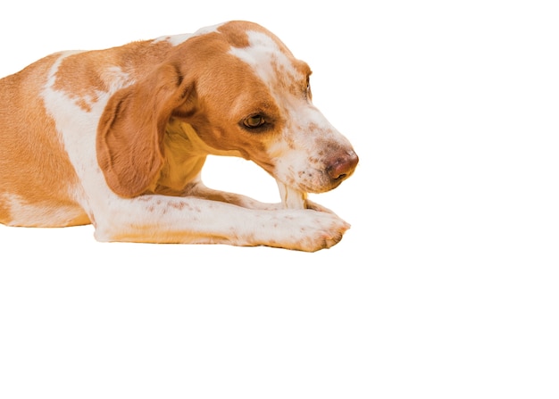 PSD gratuito linda escena de perro marrón y blanco.