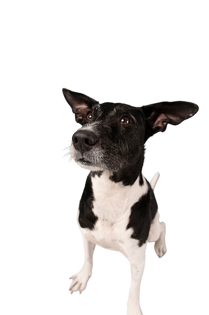 PSD gratuito lindo perro retrato aislado