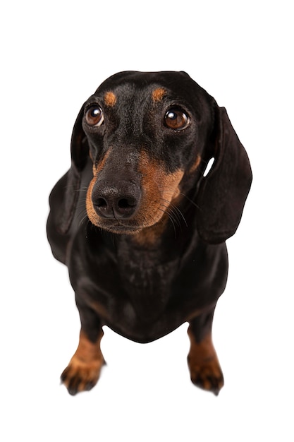 PSD gratuito lindo perro retrato aislado