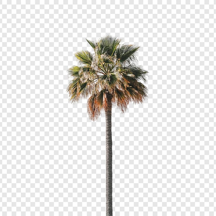 PSD gratuito una majestuosa palmera aislada sobre un fondo blanco