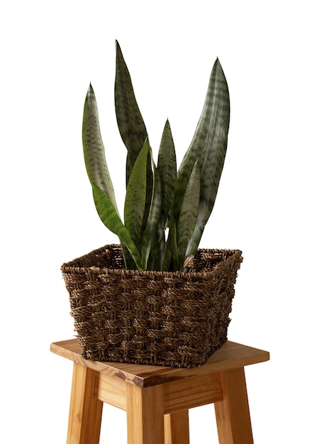 PSD gratuito planta de interior aislada