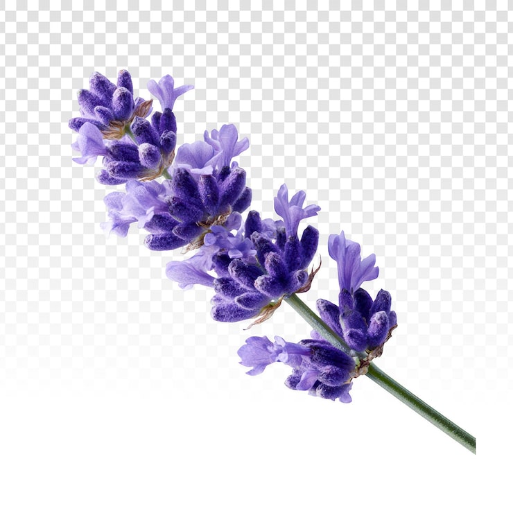 PSD gratuito rametto di lavanda fresco con fiori viola