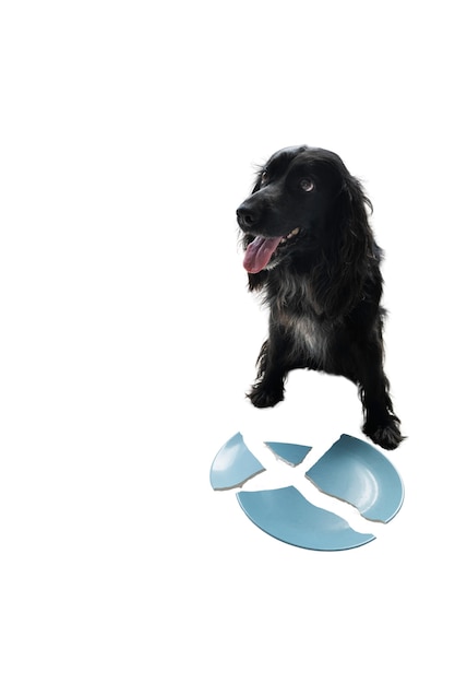 Gratis PSD schattige hond geïsoleerd