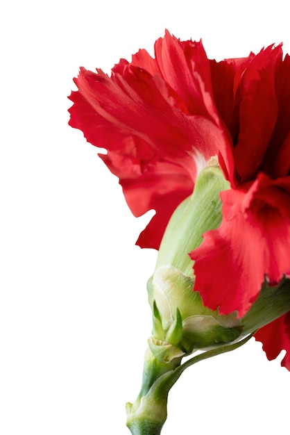 PSD Gratis still life headshot bunga yang indah