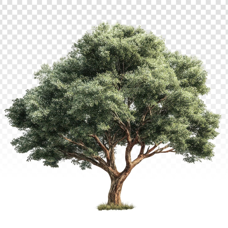 PSD gratuito un albero verde lussureggiante isolato su uno sfondo trasparente